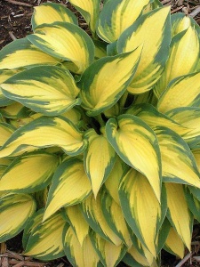 Crini de toamna "Hosta Green Yellow" – Ghiveci 1.5L