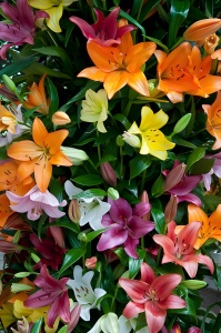 Crini Parfumati MIX – Pachet 10 Bulbi - Aqua Flowers - Img 3