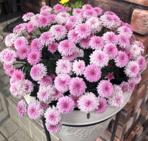 Crizantemă Roz – Ghiveci
