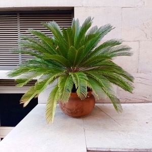 Cycas Revoluta - Palmier Sago - Ghiveci - Aqua Flowers - Img 3