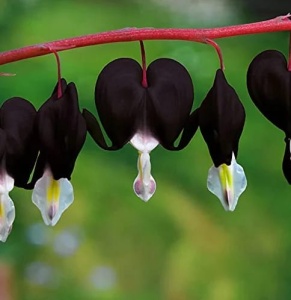 Dicentra - Morgana – Pachet 1 Rădăcină