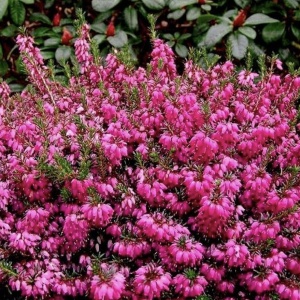 Erica Ladies Sarah - Ghiveci - Img 3