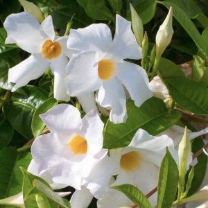 Floare terasă/balcon - Dipladenia Alba - Ghiveci - Img 2