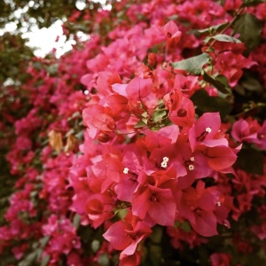 Floare terasă/balcon - Floarea de Hartie (Bougainvillea sanderiana) – Rosie – Ghiveci 2L - Aqua Flowers - Img 3