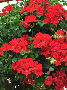 Floare terasă/balcon - Muscate curgătoare simple (tiroleze)