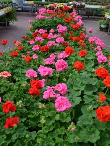 Floare terasă/balcon - Mușcate drepte - Aqua Flowers - Img 2