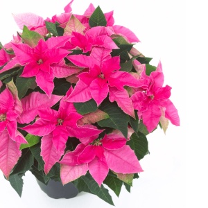 Floarea Crăciunului - Crăciuniță - Poinsettia Premium Pink la Ghiveci, 25-30 cm Înălțime - Aqua Flowers - Img 2