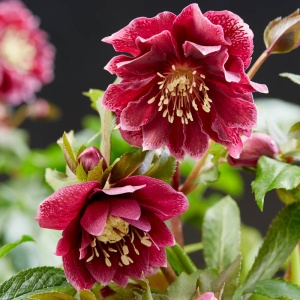 Helleborus - Spânz - Double Ellen Red – Pachet 1 Rădăcină - Img 2