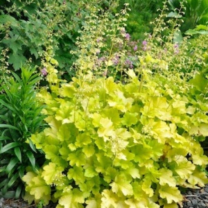 Heuchera Lime Marmelade - Ghiveci 3L - H 20-30 cm - Img 2