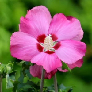 Hibiscus Pomisor roz - Ghiveci 3L - H 90-110 CM - Img 2