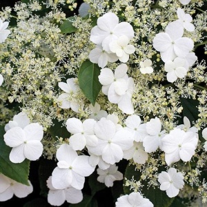 Hortensia cataratoare - Petiolaris - Ghiveci 2L - Img 2