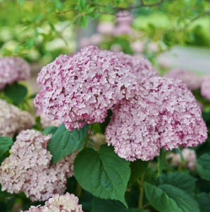 Hortensia - CB Bubblegum - Tunse primavara