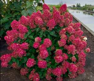 Hortensia Paniculata - Rosie Wim Red - Ghiveci 2L - Img 3