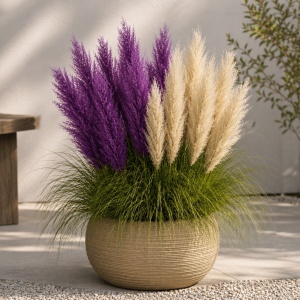 Iarbă de Pampas in Doua culori - Natural Blooming - ghiveci 2L