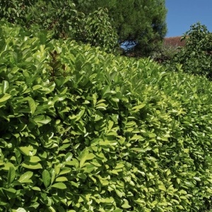 Laur Englezesc - Vesnic verde - Ghiveci 5L - Img 2