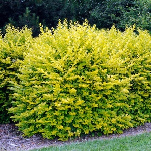 Ligustrum Oval. Aureum - Lemn cainesc - Ghiveci 2L - H 40 - 50 cm - Img 1