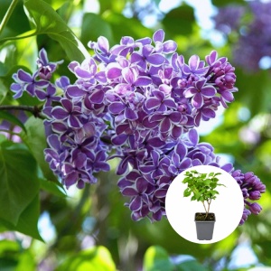 Liliac Syringa – bicolor mov cu alb - Ghiveci P9