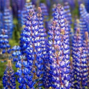 Lupinus - King Blue White – Pachet 1 Rădăcină - Aqua Flowers - Img 2