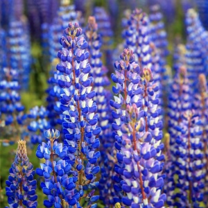Lupinus - King Blue White – Pachet 1 Rădăcină - Img 3