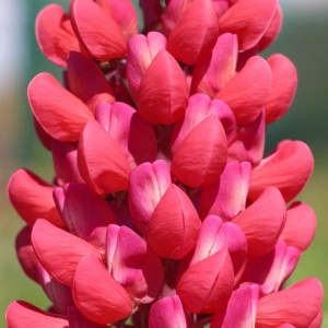 Lupinus - Red Rum – Pachet 1 Rădăcină - Img 4