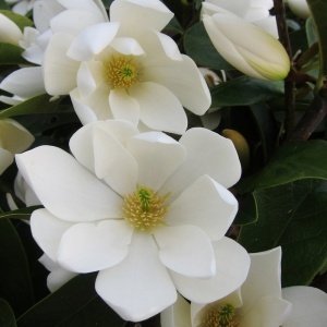Magnolia Cream Fairy - Ghiveci 3L - H 50-60 cm