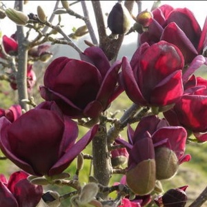 Magnolia Genie - Ghiveci 3L - Img 2
