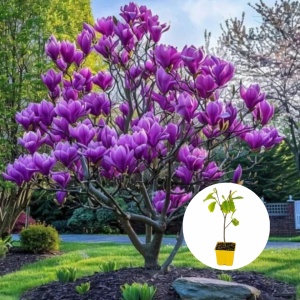 Magnolia Purple Delight River – Ghiveci P9 - H 30 cm