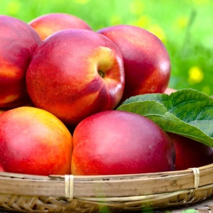 Nectarin Cora - Anul 2-3 - Rădăcină Ambalată - Img 2