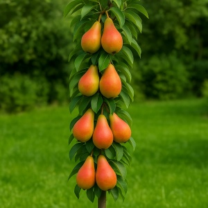 Păr Columnar Dalikor – Pom Fructifer pentru Grădină mică, Balcon si Terasa - rădăcină ambalată - Floraria Aqua