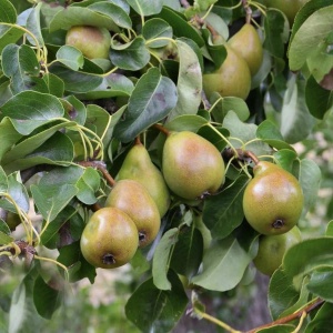 Par Cure - Anul 2-3 - Înălţime la livrare 170-190 cm - Img 2