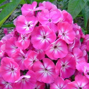 Phlox - Pink Brumrele – Pachet 1 rădăcină - Img 3