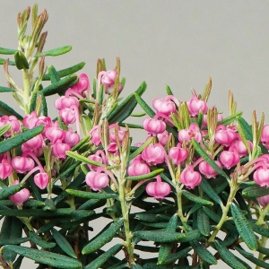 Plantă de exterior - Andromeda polifolia – Plantă la ghiveci - Aqua Flowers - Img 1