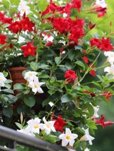 Plantă decorativă - Dipladenia - Img 3