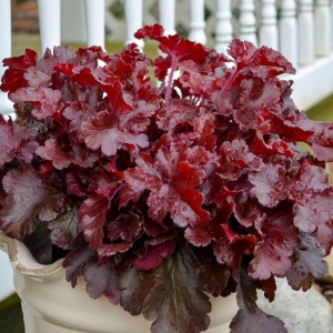Plantă decorativă - Heuchera 'Cherry Truffles' - Ghiveci P14 - Inaltime la livrare 20-30 cm - Aqua Flowers (Copy 1) - Img 1