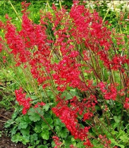 Plantă decorativă - Heuchera Sanguinea Leuchtkäfer - Ghiveci P14 - Inaltime la livrare 20-30 cm - Aqua Flowers - Img 2
