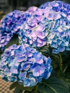 Plantă decorativă - Hortensia - Aqua Flowers - Img 4