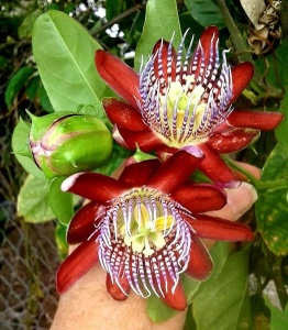 Plantă decorativă - Passiflora caerulea Alata Red - ghiveci 2L - Aqua Flowers - Img 3
