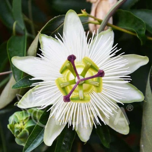 Plantă decorativă - Passiflora caerulea Constance Elliot - ghiveci