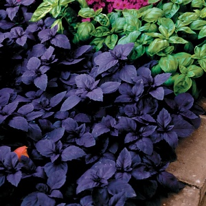 Plante aromatice - Busuioc cu frunză roșie - Ghiveci - Aqua Flowers - Img 2