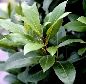 Plante aromatice - Dafin comestibil - Laurus Nobilis - Ghiveci