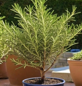 Plante aromatice - Rozmarin pomisor - Ghiveci - Img 2