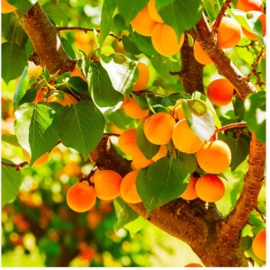 Pom fructifer - Cais Prunus armeniaca - Anul 2-3 - Înălţime la livrare 170-190 cm