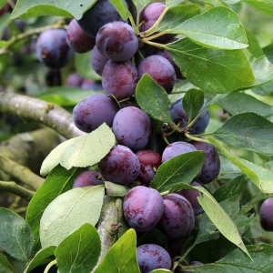 Pom fructifer-Prun Black Top - Anul 3 -Radacina ambalata - Img 3