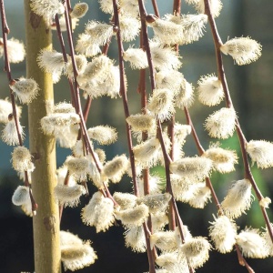 Salcie Salix Pendula - Ghiveci 5L - Img 2