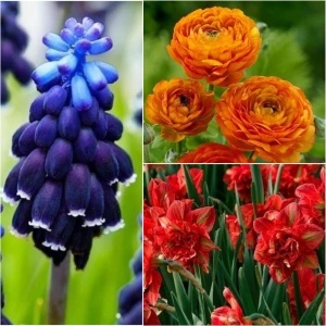 Set Promo 30 Bulbi: 10 Ranunculus + 10 Narcise Duble + 10 Muscari
