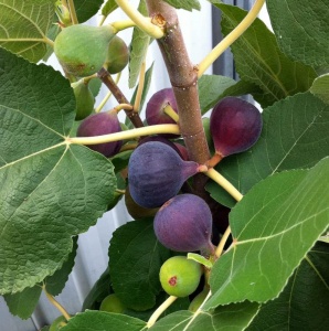 Smochin Black Mission - Anul 3 - Rădăcină ambalată