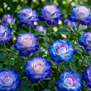 Trandafir Floribunda Parfumat Starry Night- Radacina ambalata- Anul 2