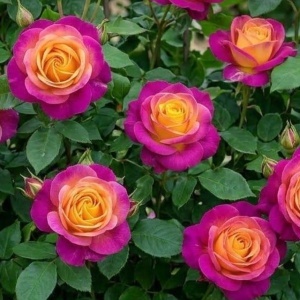 Trandafir Floribunda Parfumat Sunlit Violet- Radacina ambalata- Anul 2