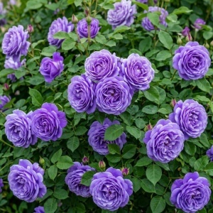 Trandafir Floribunda Parfumat Violet Mist- Radacina ambalata- Anul 2