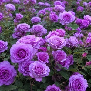 Trandafiri Căţărători Light Purple Parfumați – Anul 3 - Radacina Ambalata